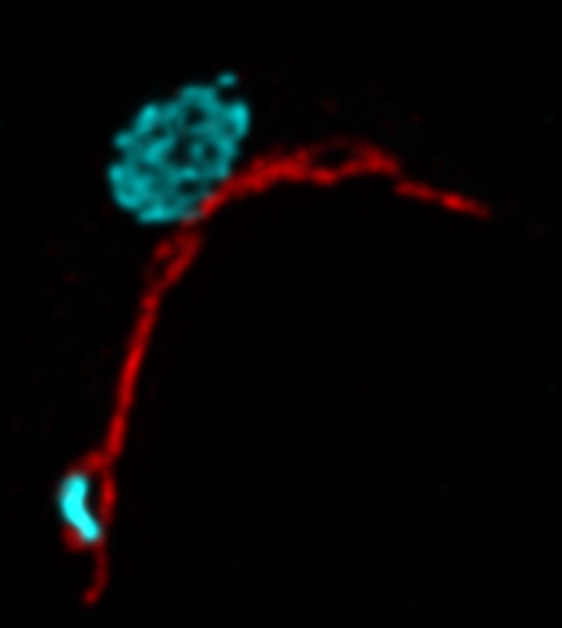 Blick ins Innerste: Das Mitochondrium ist in rot zu sehen. Das Erbgut der Zelle ist die grosse blaue Struktur während die kleine blaue Struktur das mitochondrielle Erbgut darstellt.