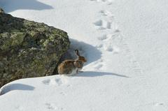 Schneehase im Fellwechsel. Schmilzt der Schnee mit dem Klimawandel immer früher, sind die Hasen häufiger mit der «falschen» Fellfarbe unterwegs und dadurch leichte Beute für Raubtiere. Bild: Rolf Giger.