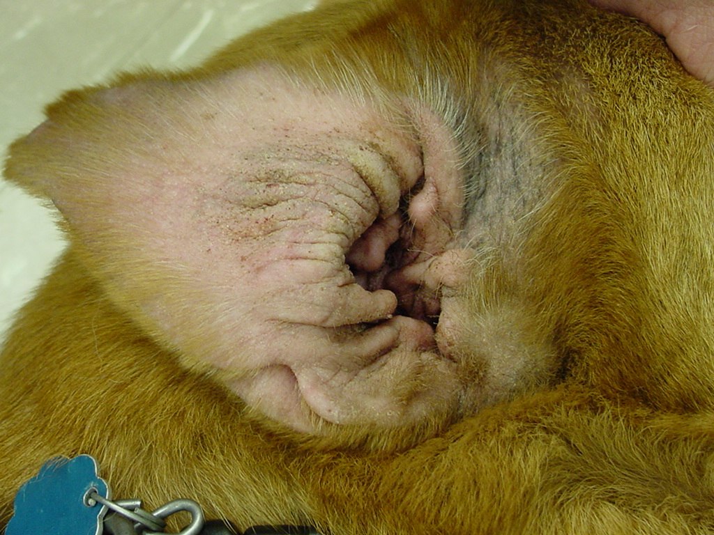 Chronische Ohrentzündung bei einem Hund mit atopischer Dermatitis. © Wikimedia Commons