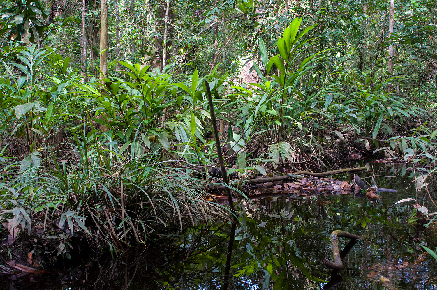 Ein Torfsumpfwald Habitat in Sarawak, Borneo, wo Paedocypris micromegethes vorkommt. Foto: Lukas Rüber.