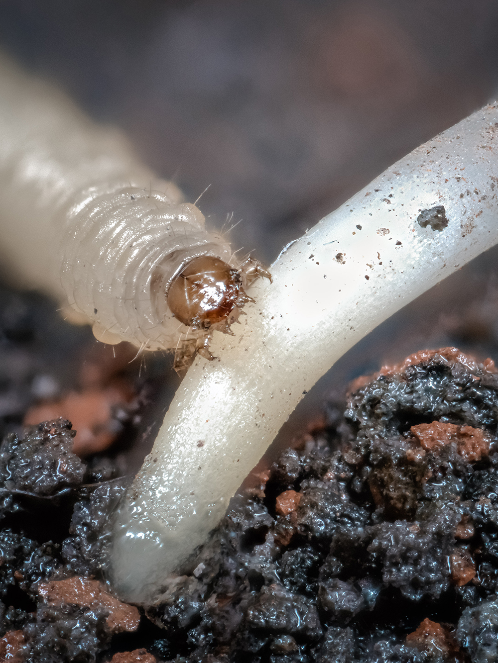 Eine Larve des Maiswurzelbohrers nagt an der nährstoffreichen Kronwurzel einer Maispflanze. Bild: Cyril Hertz.