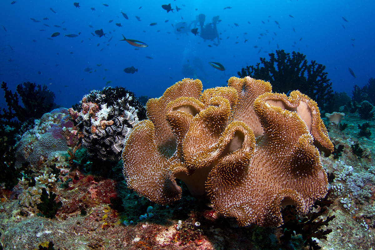 Gesundes Korallenriff auf den Malediven (2013). Bild: Wikimedia Commons.