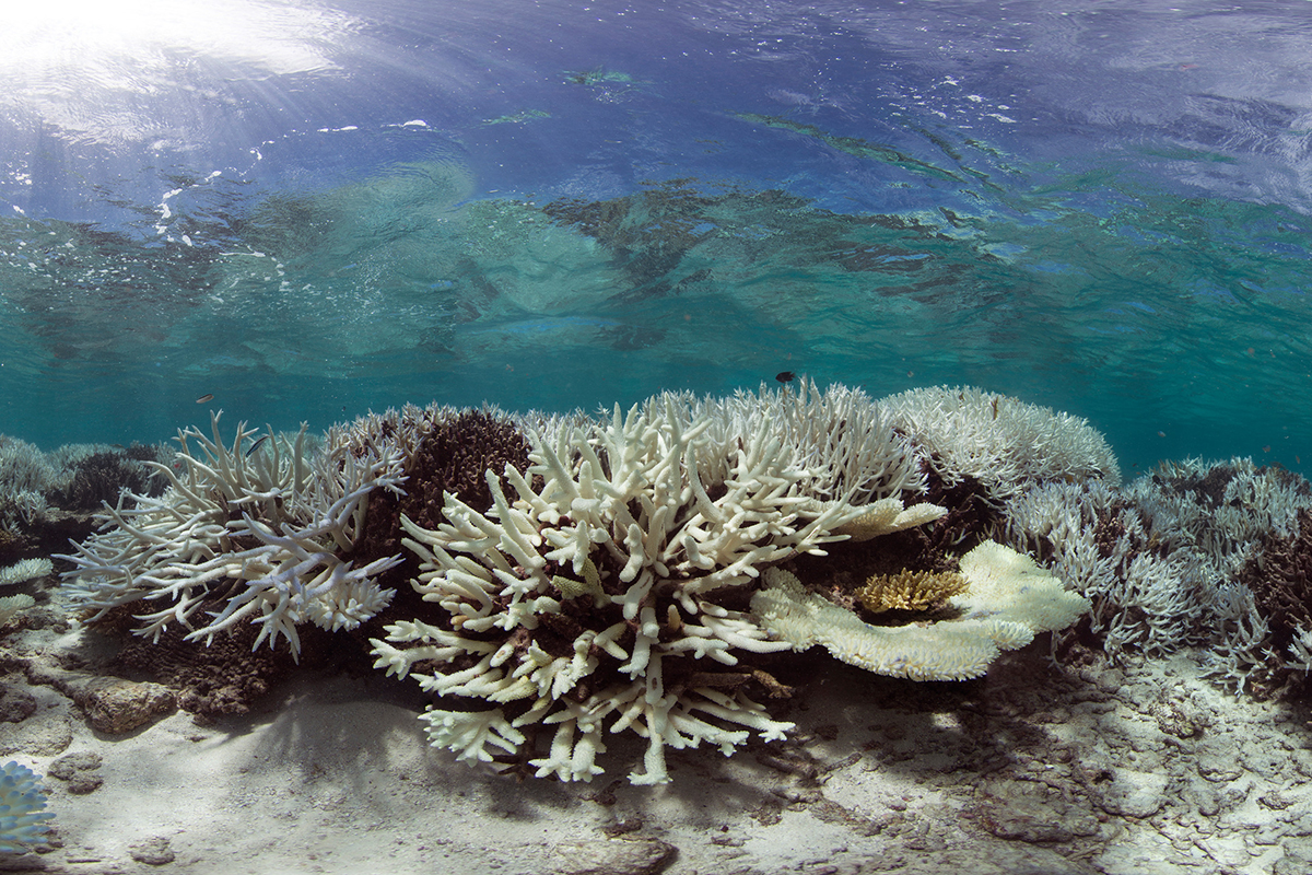 Korallenriff auf den Malediven nach der globalen Korallenbleiche 2016. Bild: The Ocean Agency / XL Catlin Seaview Survey.