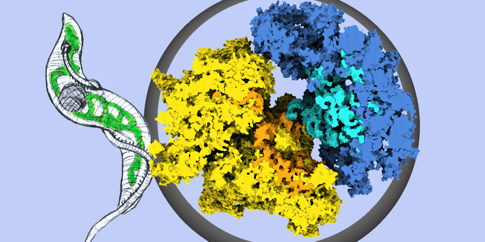 Struktur des Ribosoms aus Mitochondrien des Schlafkrankheitserregers Trypanosoma brucei. Gelb: Proteine der grossen Untereinheit. Orange: RNA-Moleküle der kleinen Untereinheit. Dunkelblau: Proteine der grossen Grosse Untereinheit; hellblau: RNA-Moleküle der grossen Untereinheit. Grafik: Gruppe Prof. Nenad Ban / ETH Zürich