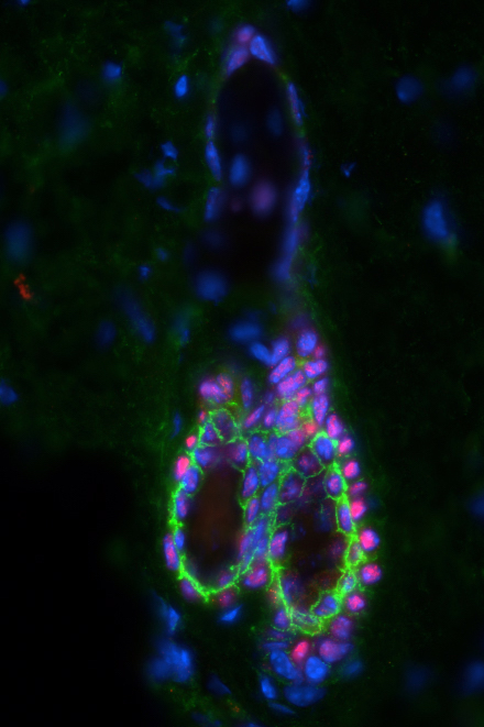 Die Regeneration Prozesse von Haarfollikeln mittels Stammzellen wird untersucht.  © Universität Bern, Bild: Eliane Müller Labor