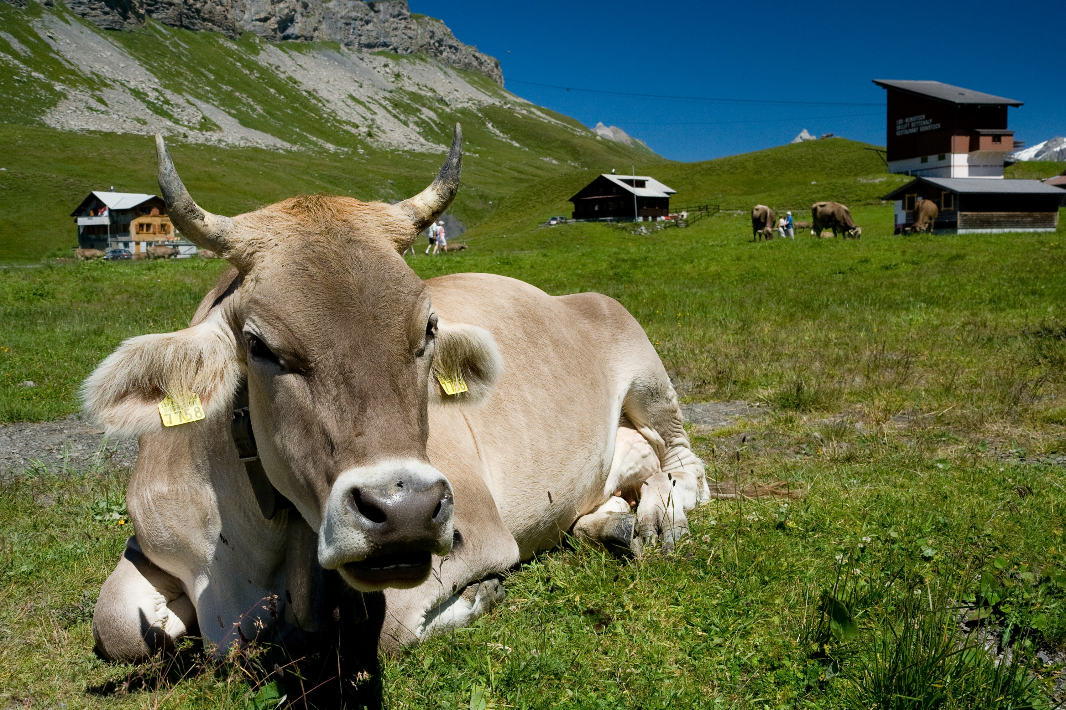 Braunvieh-Kuh auf einer Weide in Melchsee-Frut.t © Wikicommons