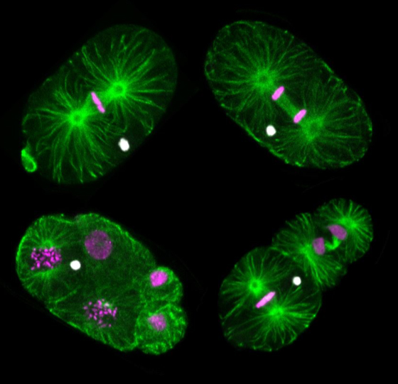 Montage of fluorescent images of M. belari embryos as they divide. The cytoskeleton appears in green, female DNA in magenta, and male DNA in white. Male DNA is not included in the nucleus of embryonic cells as they undergo division. © Marie DELATTRE/LBMC/CNRS Photo library