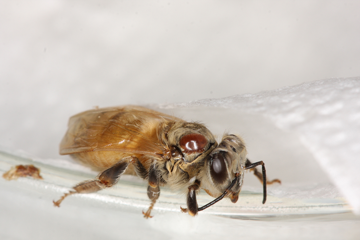 Eine Varroa destructor Milbe auf dem Thorax einer experimentellen Europäischen Honigbiene, Apis mellifera. ®Geoffrey R. Williams