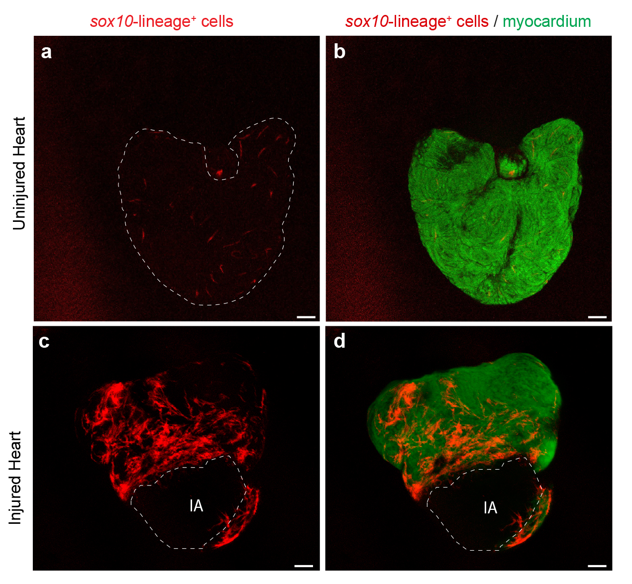 Bilder eines unverletzten Zebrafisch-Herzens (a,b) und eines Herzens mit Verletzung an der Spitze (c,d). Die sox10-Herzmuskelzellen sind rot markiert, alle anderen Zellen des Herzmuskels grün. Die Anzahl der sox10-Zellen wächst stark nach der Verletzung, und sie sammeln sich an den Wundrändern an. © Marcos Sand-Melón