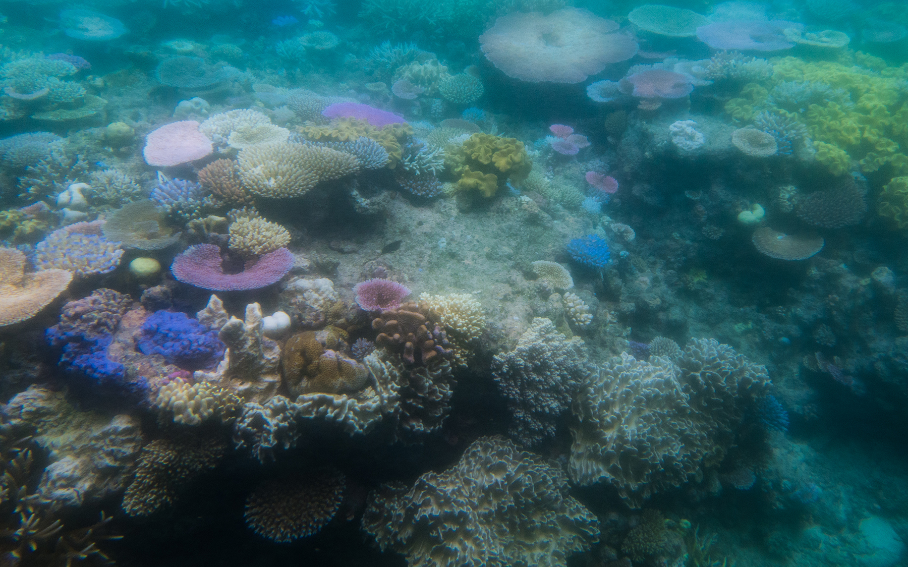 Ausbleichende Korallen im australischen Great Barrier Reef, 2016. Korallenriffe können unter Hitzestress ausbleichen und absterben. Bereits bei der mittlerweile wohl unvermeidlichen globalen Erwärmung um 1,5 Grad erwartet der Weltbiodiversitätsrat IPBES, dass 70 bis 90 % der Korallen verloren gehen, bei zwei Grad wären es 99 Prozent. Bild: Wikicommons, Jay Galvin