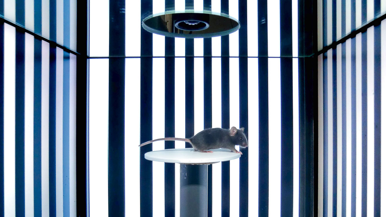 Eine therapierte blinde Maus wird mit ähnlichen Tests auf ihr Sehvermögen getestet wie Patienten beim Augenarzt. Hier muss die Maus Streifenmuster erkennen und diesen nachschauen. Mit Opto-mGluR6 therapierte Mäuse erreichen bei diesem Test sehr gute Werte, während nicht therapierte Tiere diesen Test nicht bestehen. © zvg