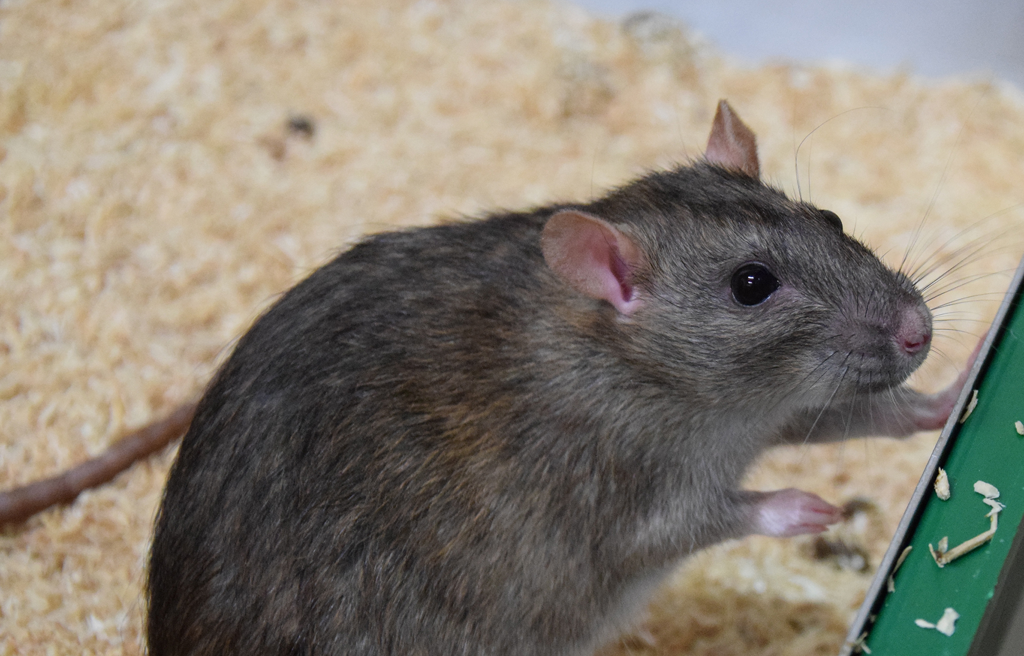 Forschende an der Ethologischen Station Hasli der Universität Bern konnten zeigen, dass Ratten Hilfbereitschaft riechen können: Sie entscheiden anhand des Geruchs, den ihre Artgenossen bei der Hilfestellung produzieren, ob sie ihnen helfen.  Bild: Manon Schweinfurth