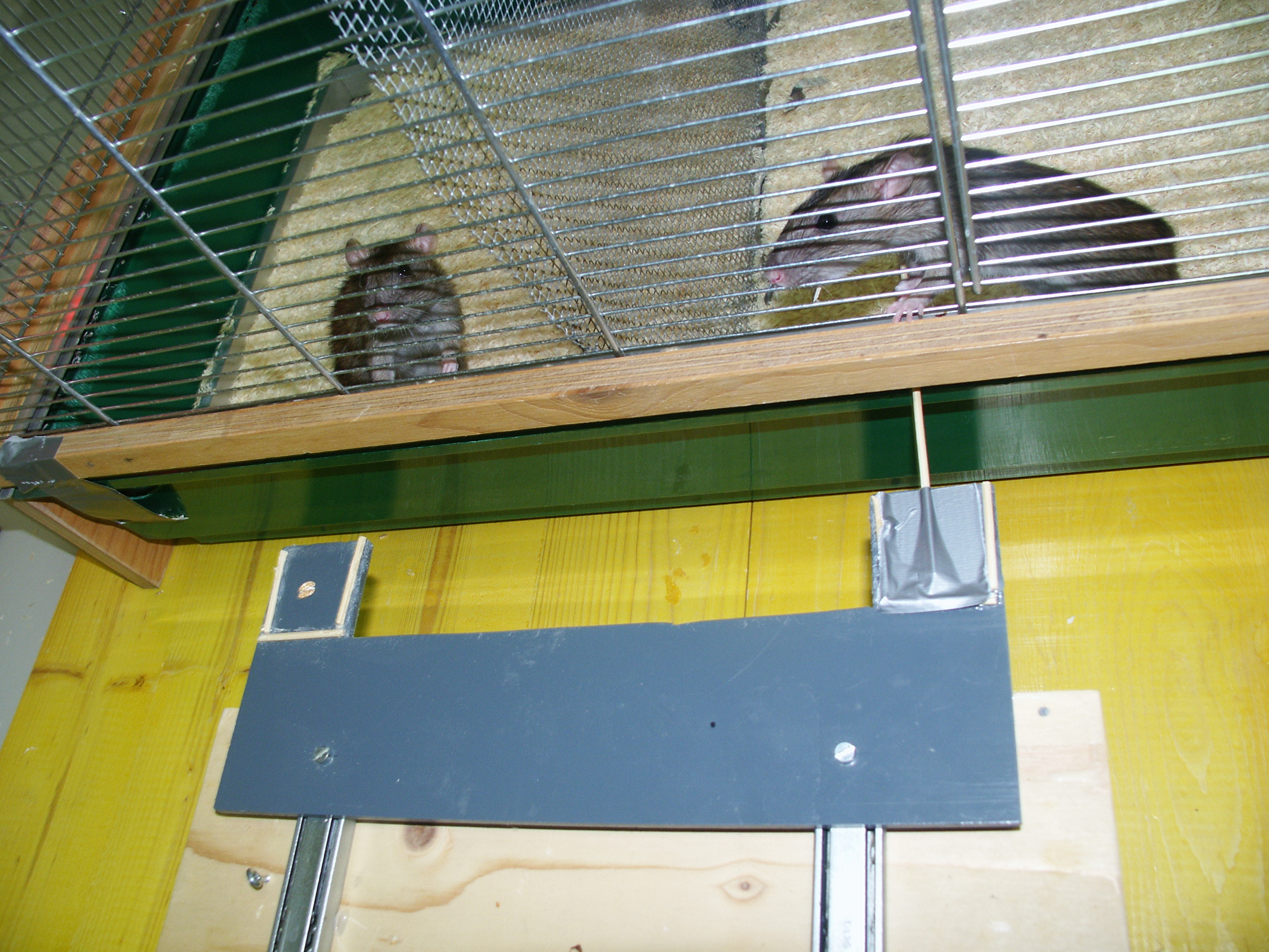 Die Ratte auf der rechten Seite zieht eine Plattform in Richtung des Käfigs, sodass die Ratte im linken Abteil Futter bekommt (eine Haferflocke). Die ziehende Ratte erhält dabei selbst keine Belohnung. Bild: Res Schmid