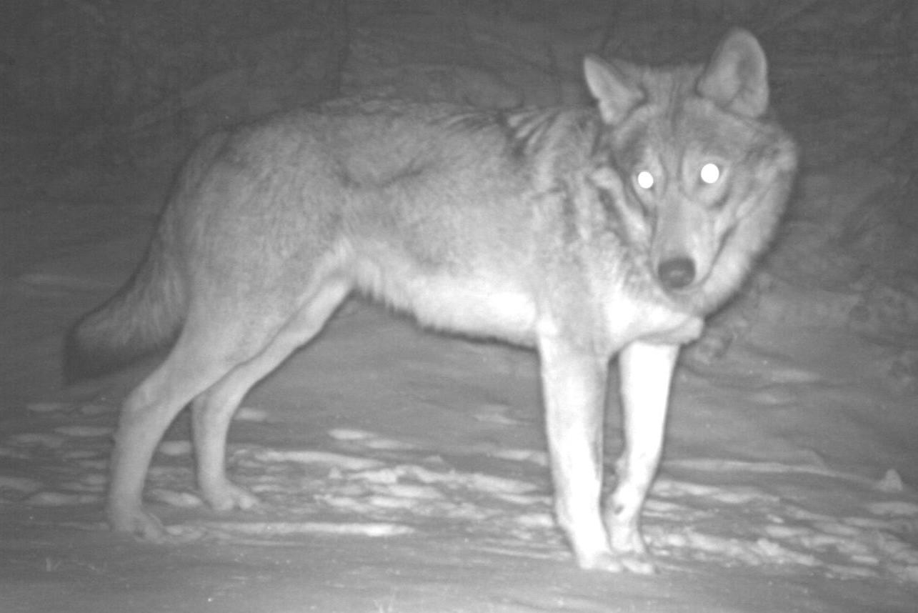 Ein Wolf, aufgenommen von einer der über 100 Fotofallen, die für das Forschungsprojekt im Kanton Wallis installiert wurden. Bild: © Institut für Ökologie und Evolution, Universität Bern