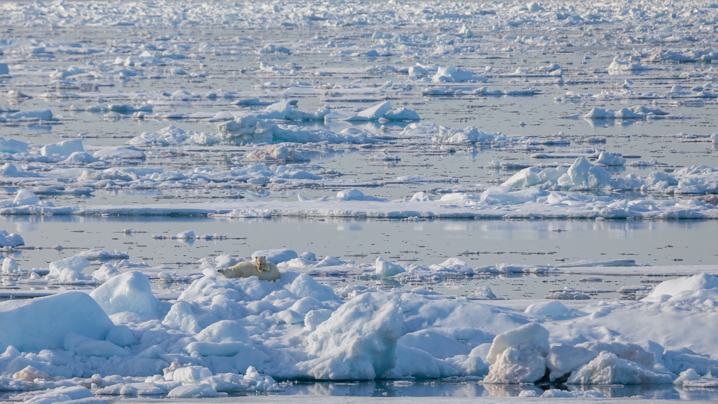 Im Arktischen Ozean ist die Versauerung am weitesten vorangeschritten – und sie dürfte in diesem Jahrhundert erheblich stärker zunehmen als bisher erwartet.