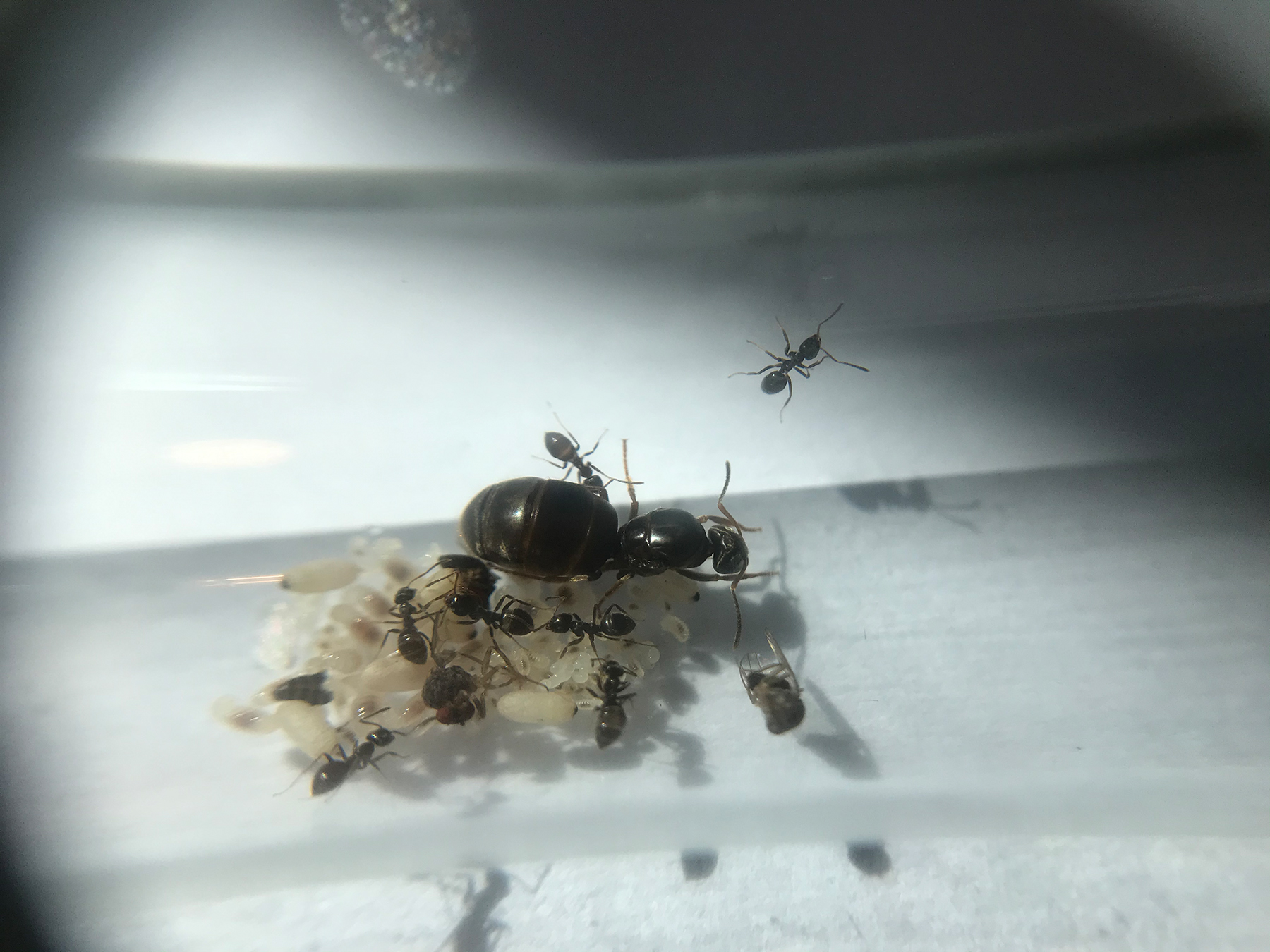 Junge Kolonie der Schwarzen Gartenameise (Lasius niger) mit Königin, Arbeiterinnen und Brut (Eier, Larven und Puppen) in einem Neströhrchen.