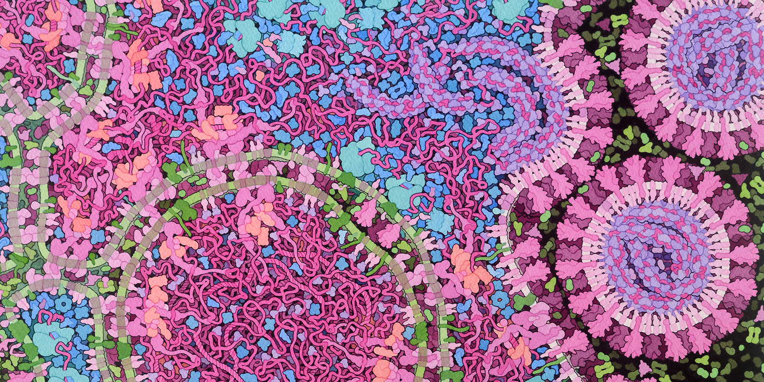 Coronaviren vervielfältigen sich in einer Zelle. Rechts sind vollständige Viren zu sehen. Illustration: David S. Goodsell, RCSB Protein Data Bank; doi: 10.2210/rcsb_pdb/goodsell-gallery-023