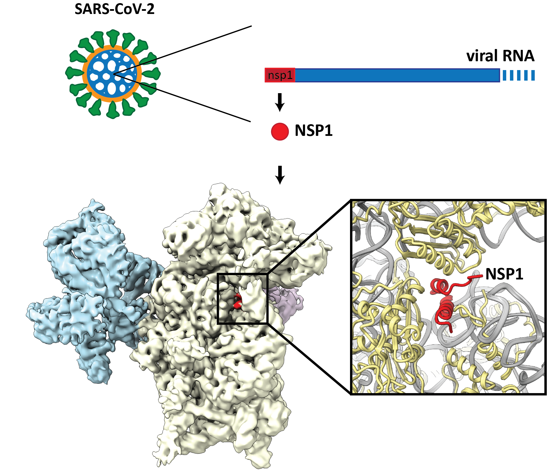 Das Virusprotein NSP1 (rot) lagert sich an das Ribosom (weiss und blau) an und hemmt dadurch die Produktion von Proteinen der menschlichen Zelle. Bild: ETH Zürich / Nenad Ban